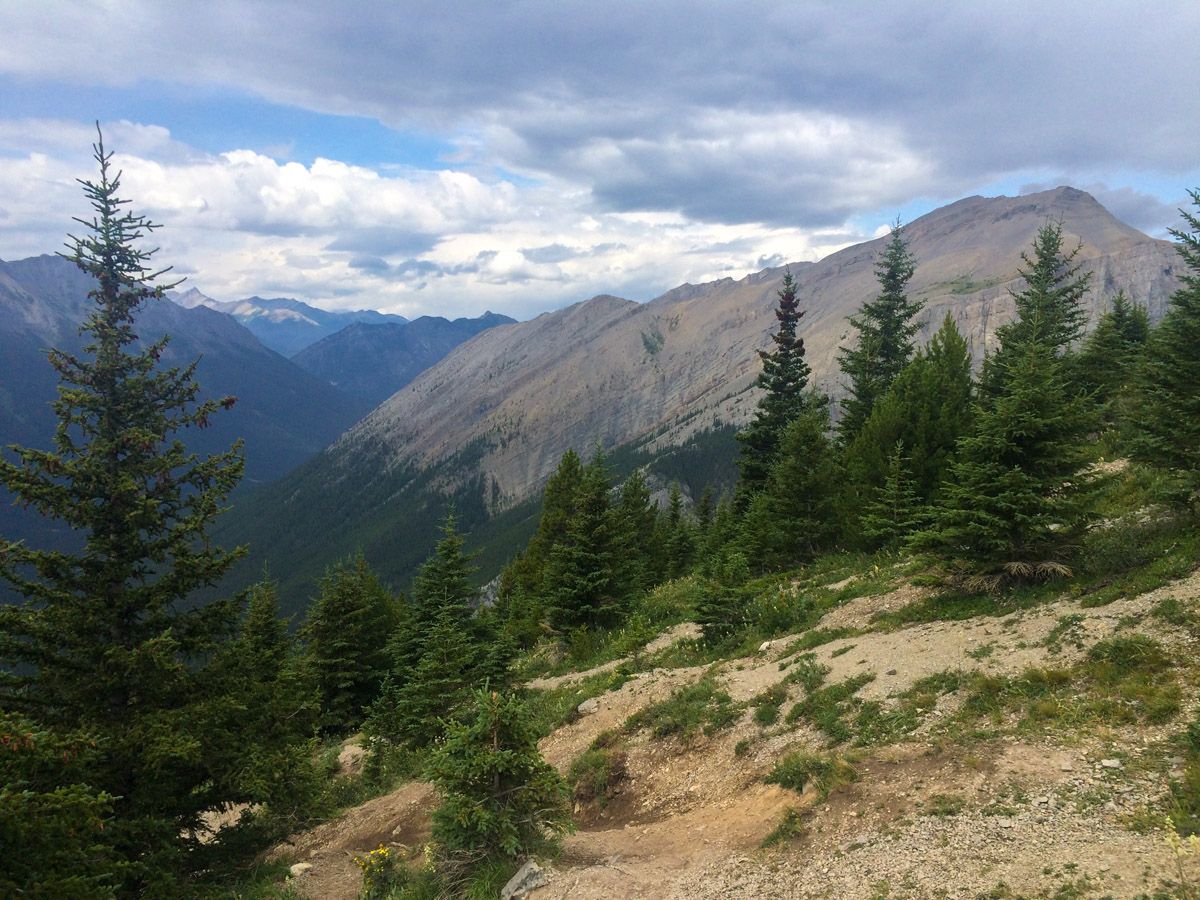 Trees along the trail on the Ha Ling Peak, Miners Peak & The Three Humps Hike from Canmore, the Canadian Rockies