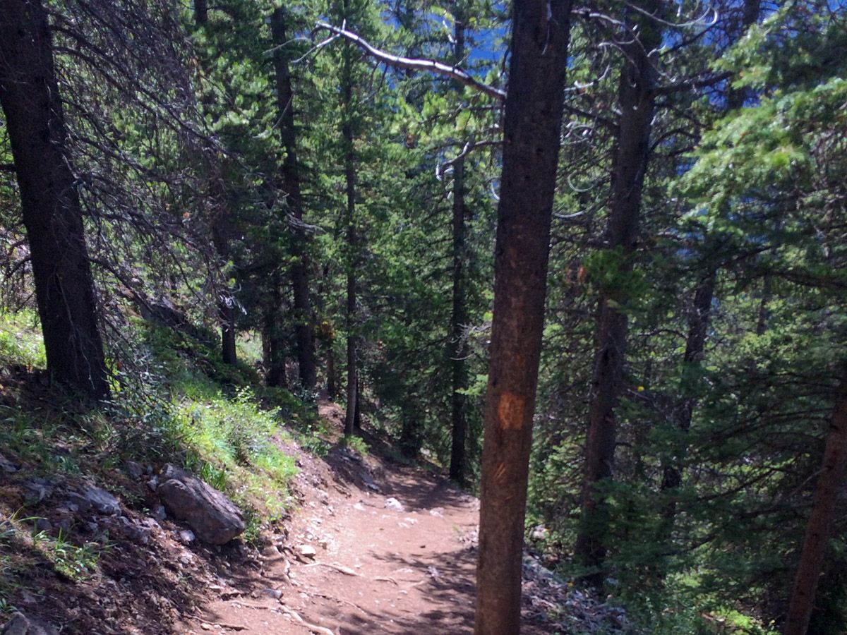 Forest trail of the Ha Ling Peak, Miners Peak & The Three Humps Hike from Canmore, the Canadian Rockies