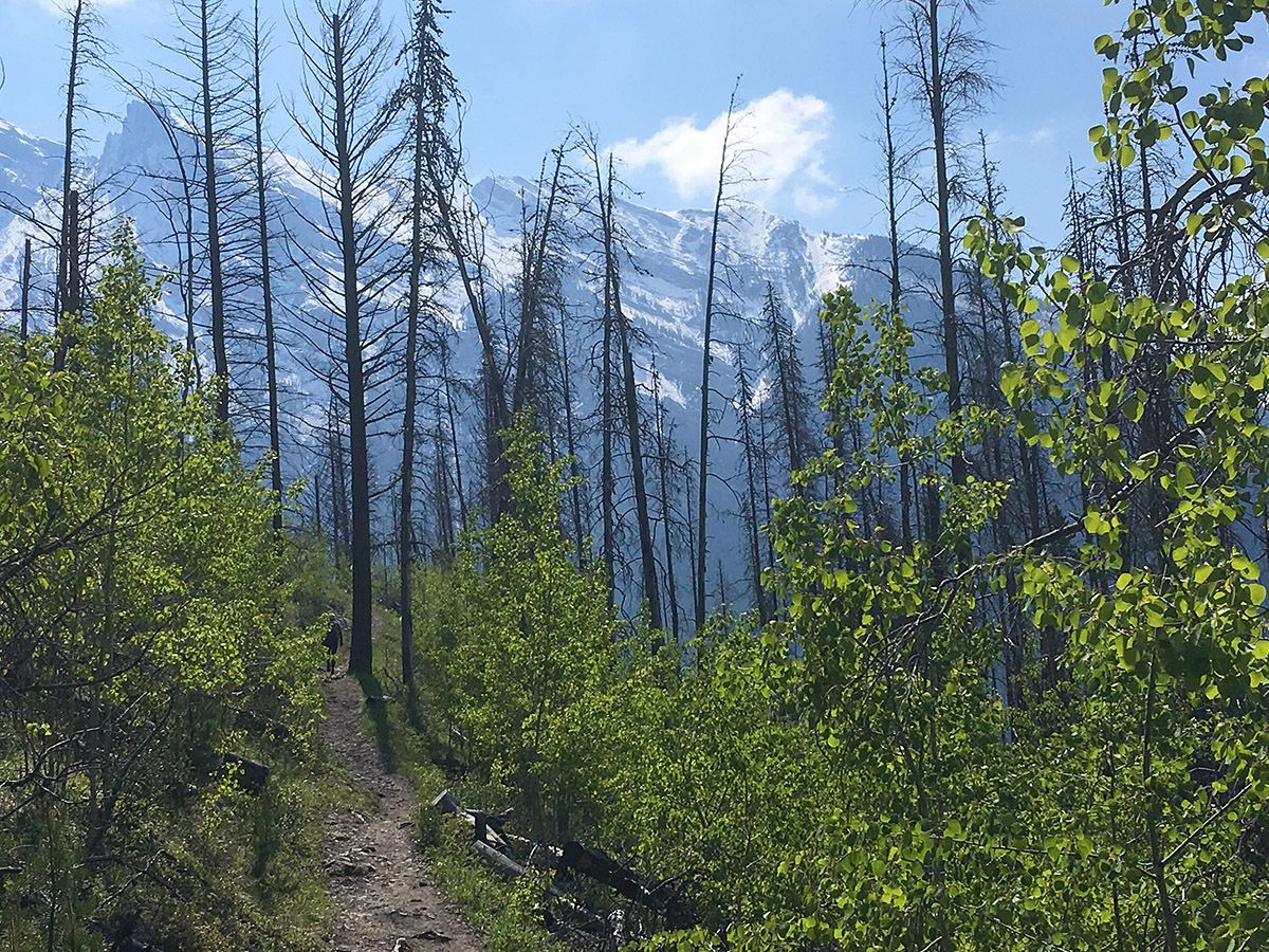 Trail in the woods on the Aylmer Lookout via Lake Minnewanka Hike near Banff