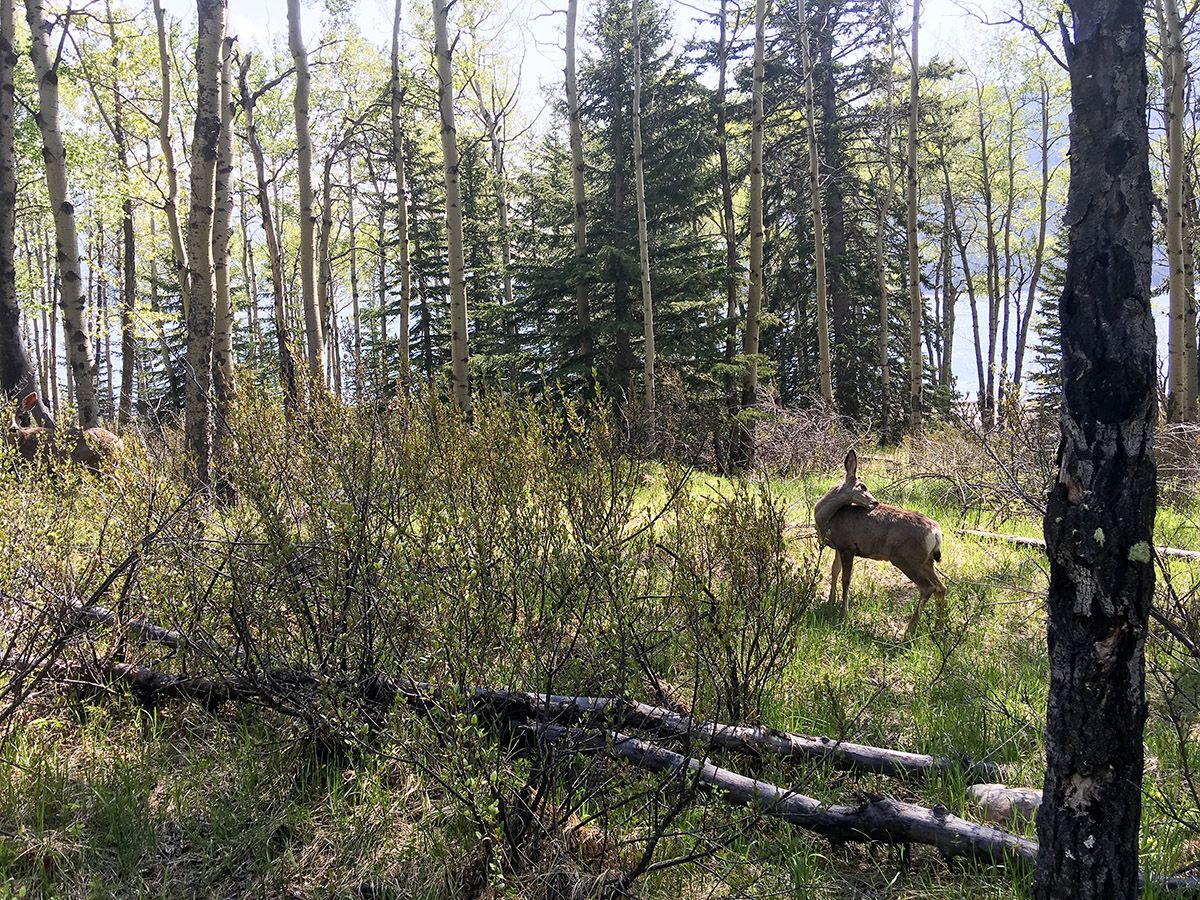 Aylmer Lookout via Lake Minnewanka Hike near Banff is often crossed by deer