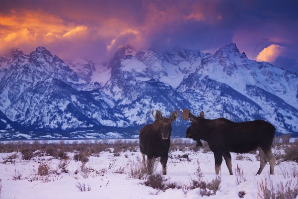 Moose on a winter weekend in Grand Teton National Park