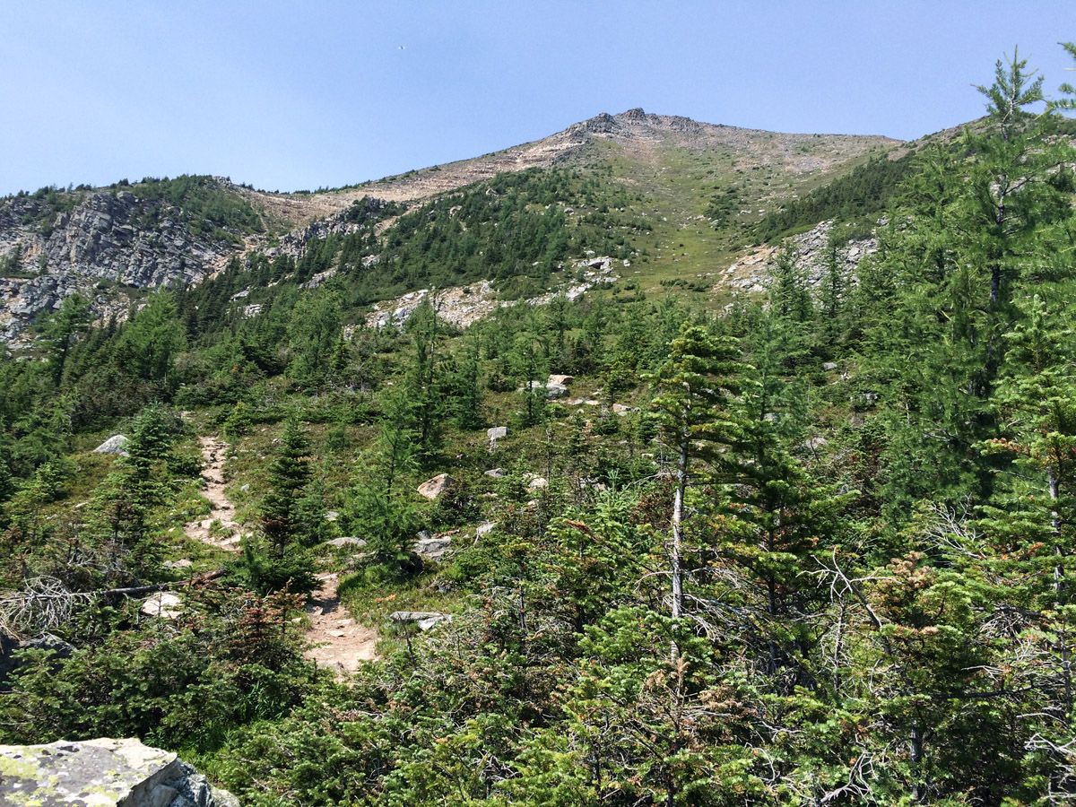 Forest on the Mount St. Piran Hike near Lake Louise, Banff National Park, Alberta