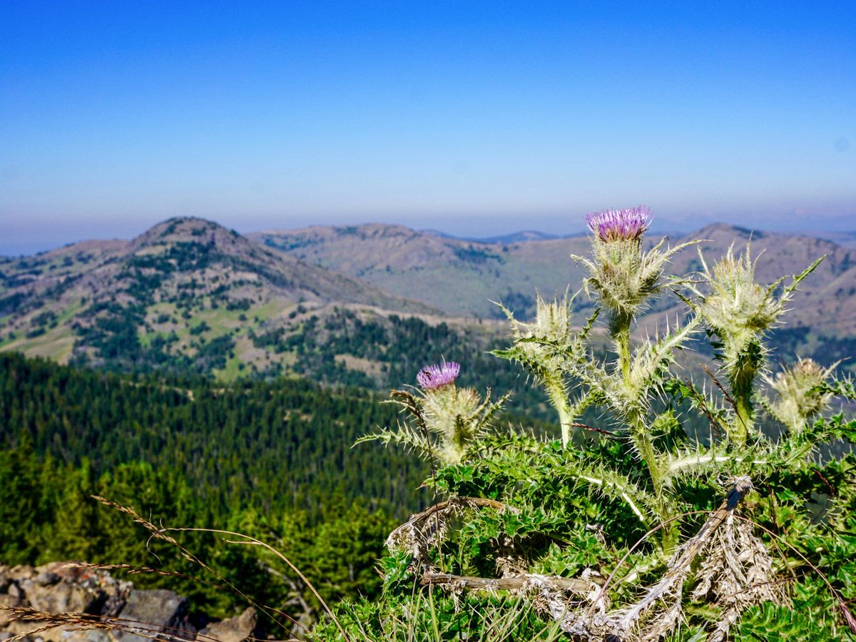 Flowers at Mount Washburn Hike in Yellowstone National Park