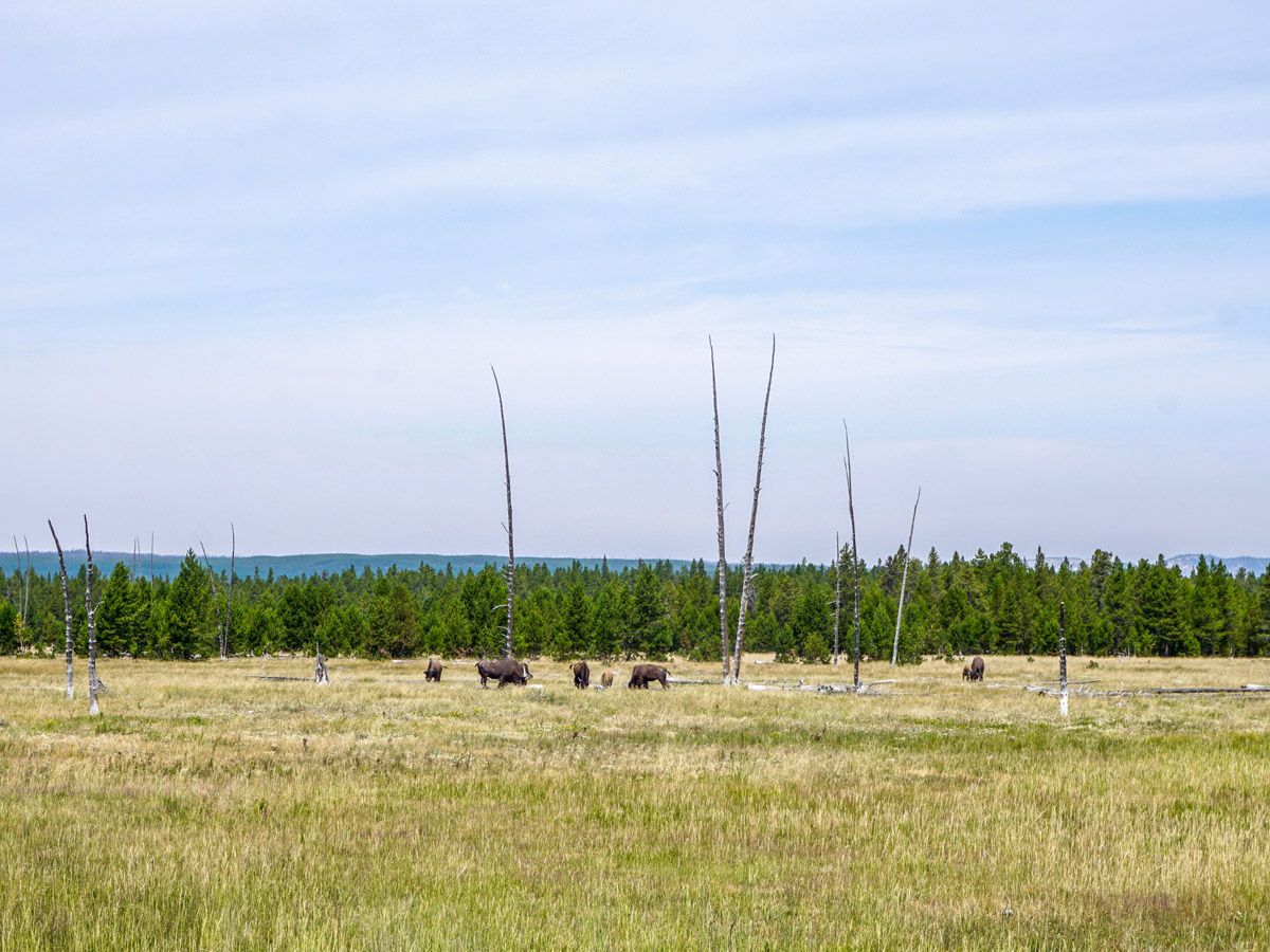 Animals at Mystic Falls Hike in Yellowstone National Park