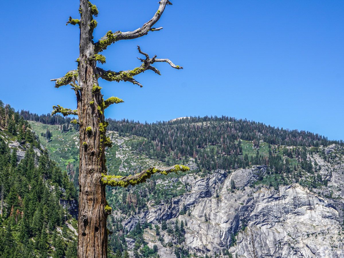 Tree at Hike Mist Trail at Yosemite National Park