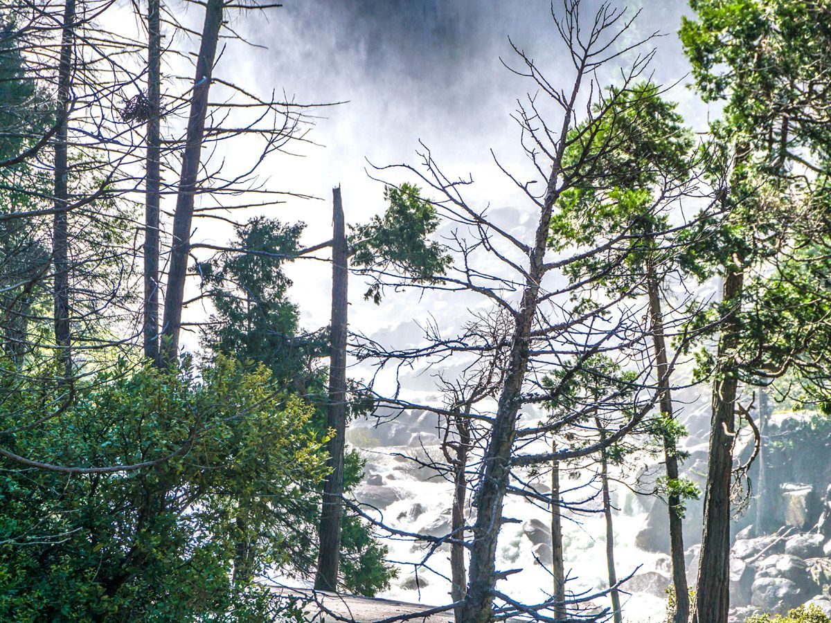 View of the trees at Hike Mist Trail in Yosemite National Park