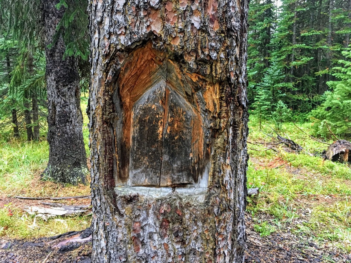 Tree carvings on the Nigel Pass Hike from the Icefields Parkway near Banff National Park