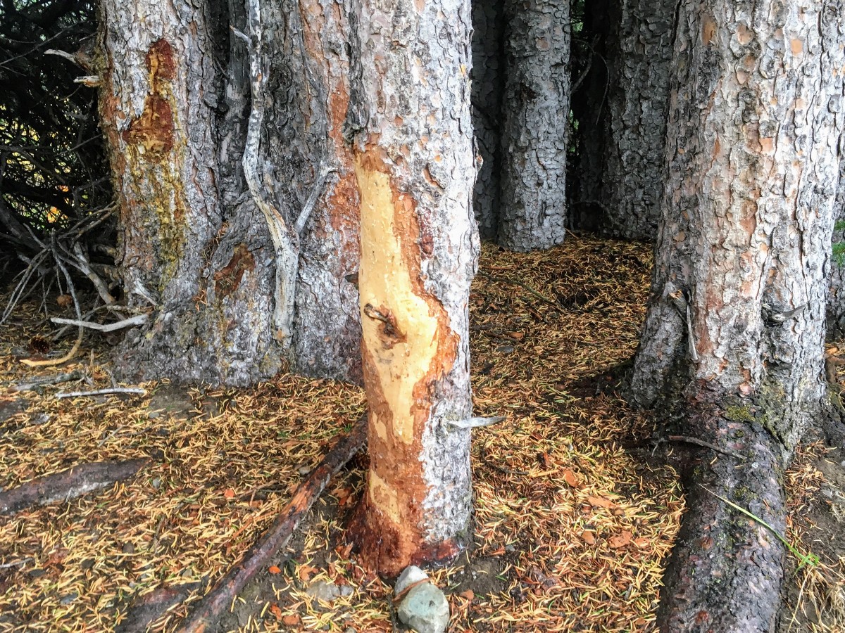 Porcupine marks on the tree on the Nigel Pass Hike from the Icefields Parkway near Banff National Park