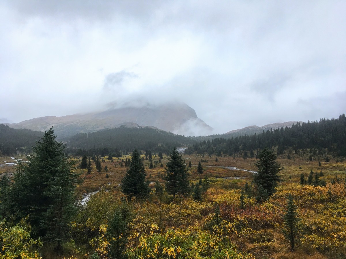 Nigel Meadows on the Nigel Pass Hike from the Icefields Parkway near Banff National Park