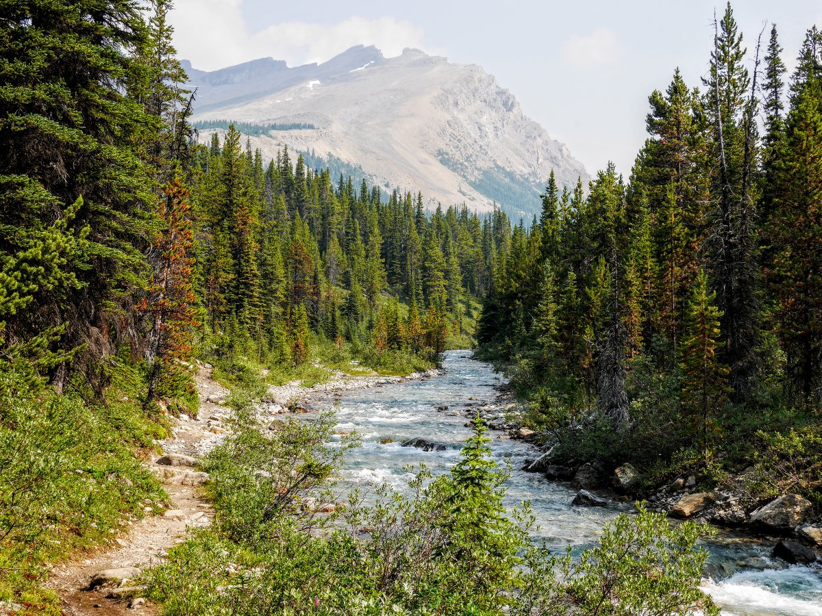 Mosquito Creek and Dolomite Peak on the North Molar Pass Hike from the Icefields Parkway near Banff National Park