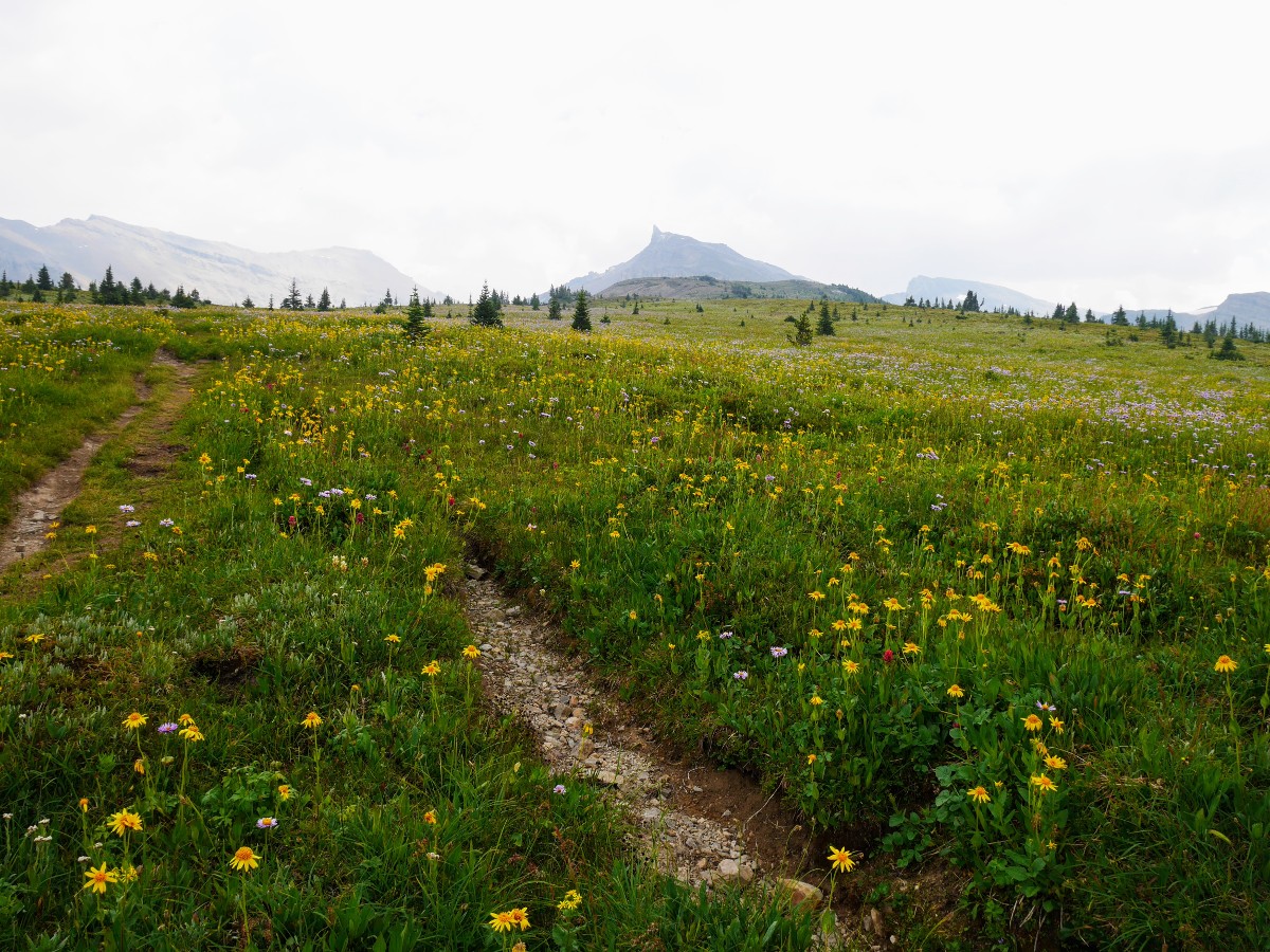 Molar Meadows on the North Molar Pass Hike from the Icefields Parkway near Banff National Park