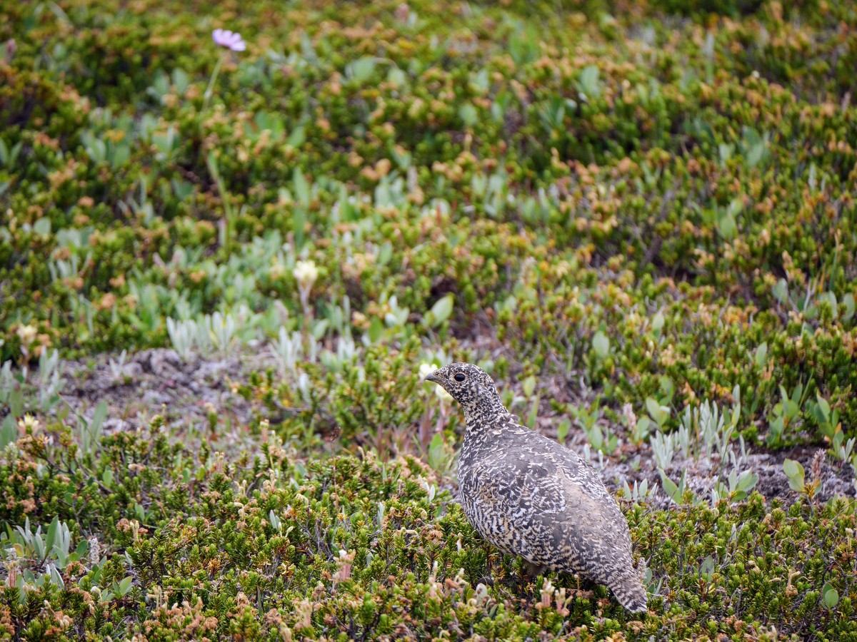 White tailed ptarmigan on the North Molar Pass Hike from the Icefields Parkway near Banff National Park