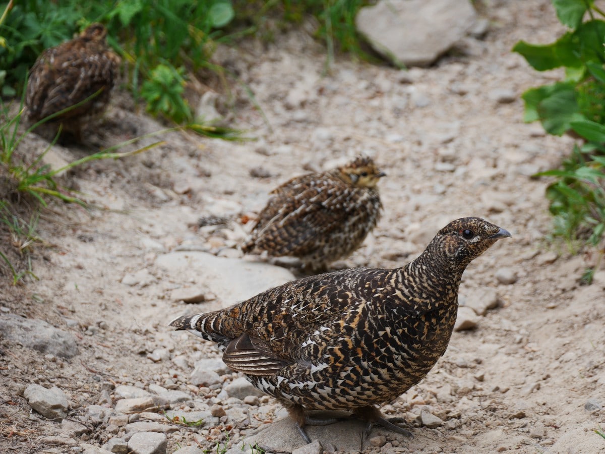 Spruce grouse chicks on North Molar Pass trail from Icefields Parkway