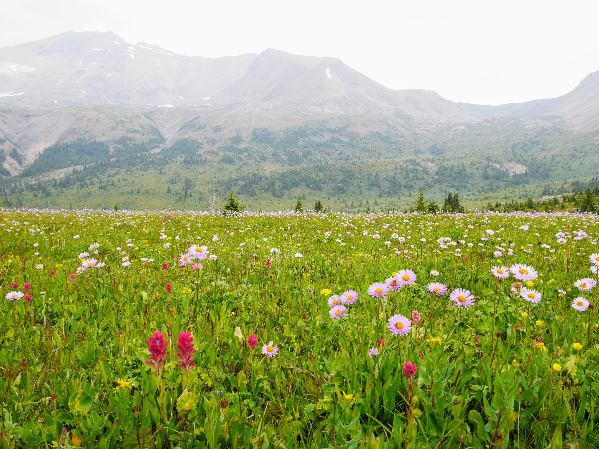 Wildflowers on the North Molar Pass Hike from the Icefields Parkway near Banff National Park