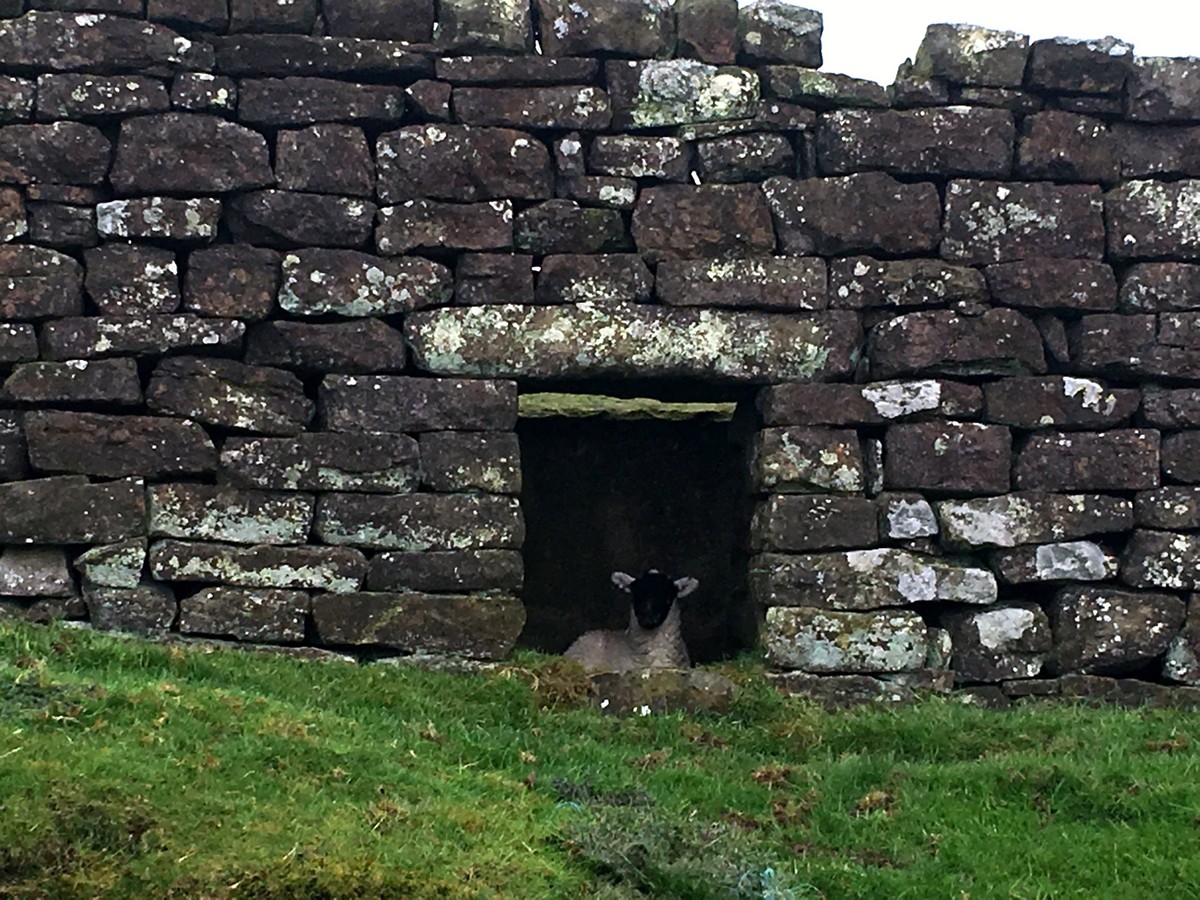 Wee lamb hiding from the rain on the Captain Cook's Monument and Roseberry Topping Hike in North York Moors, England