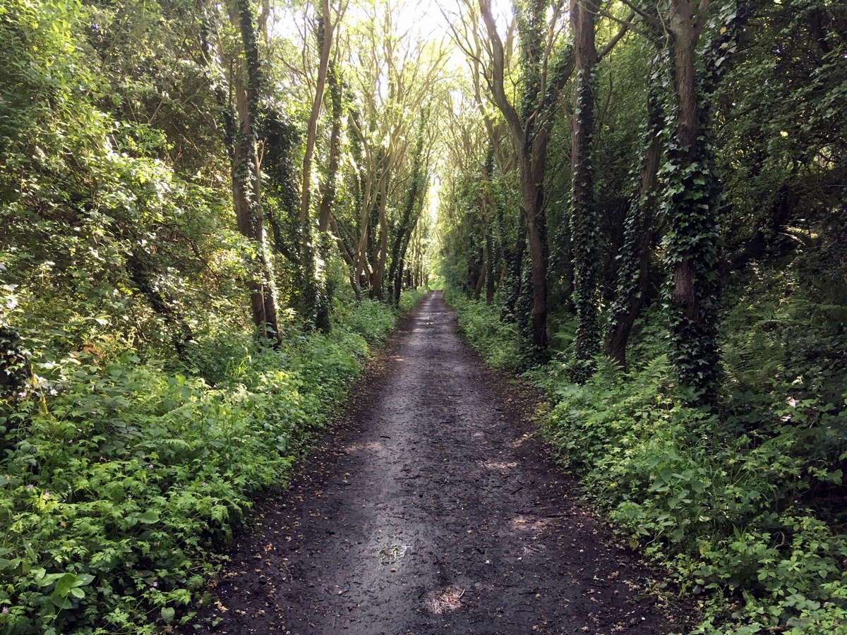 Tree lined old railway track on the Ravenscar and Robin Hood’s Bay Hike in North York Moors, England