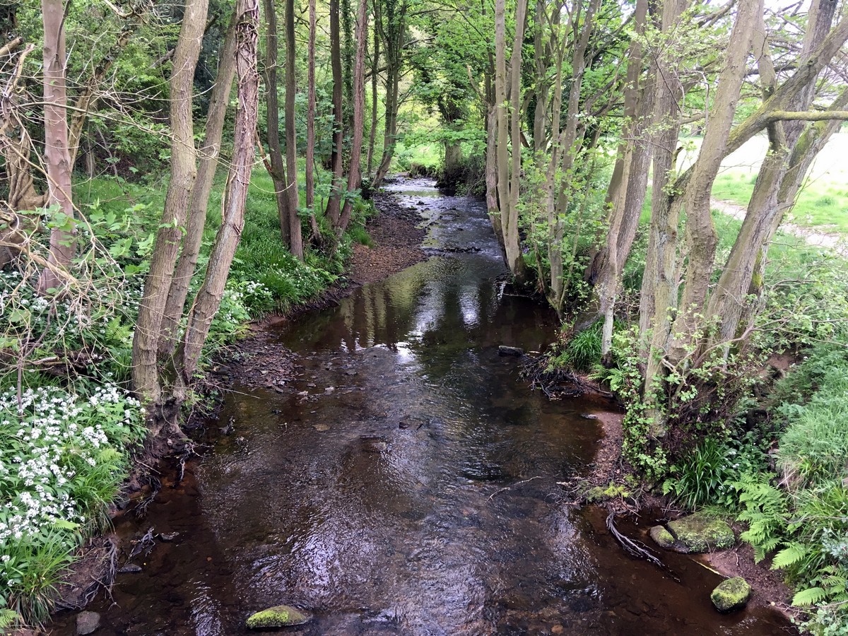 Views of the Farndale "Daffodil walk" Hike in North York Moors, England