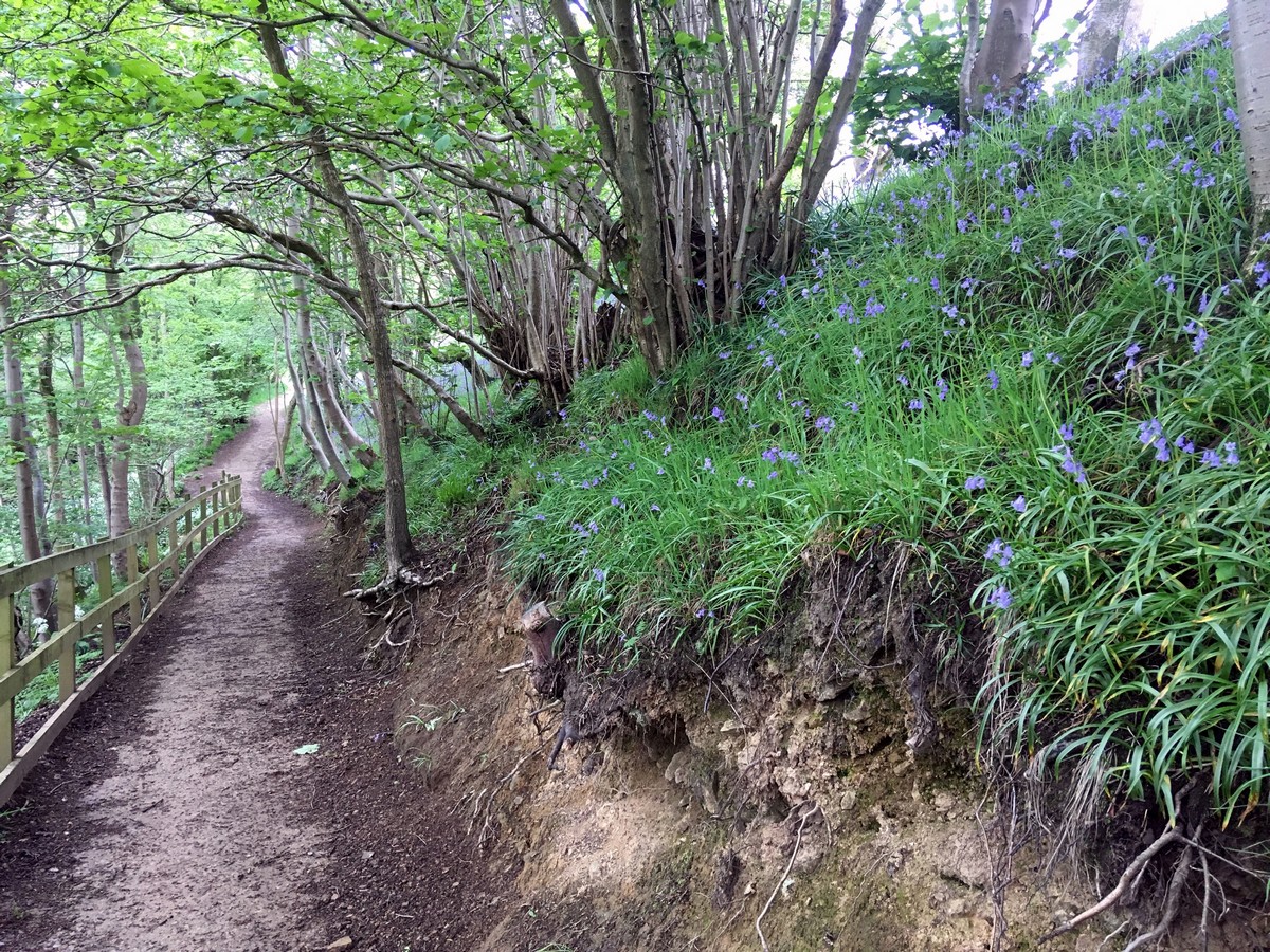 Bluebell woods on the Farndale "Daffodil walk" Hike in North York Moors, England