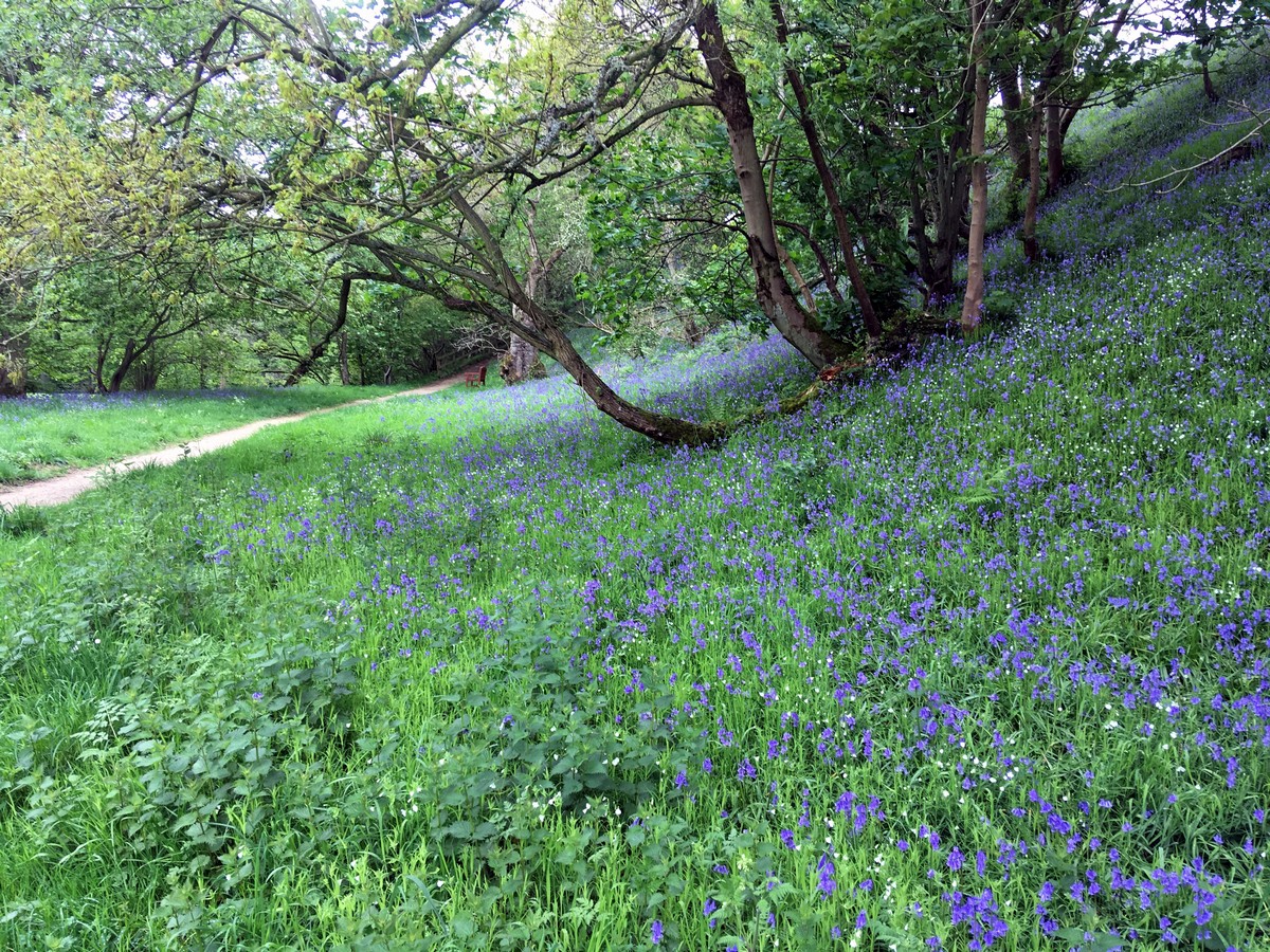 Bluebell meadows surrounding River Dove on the Farndale "Daffodil walk" Hike in North York Moors, England