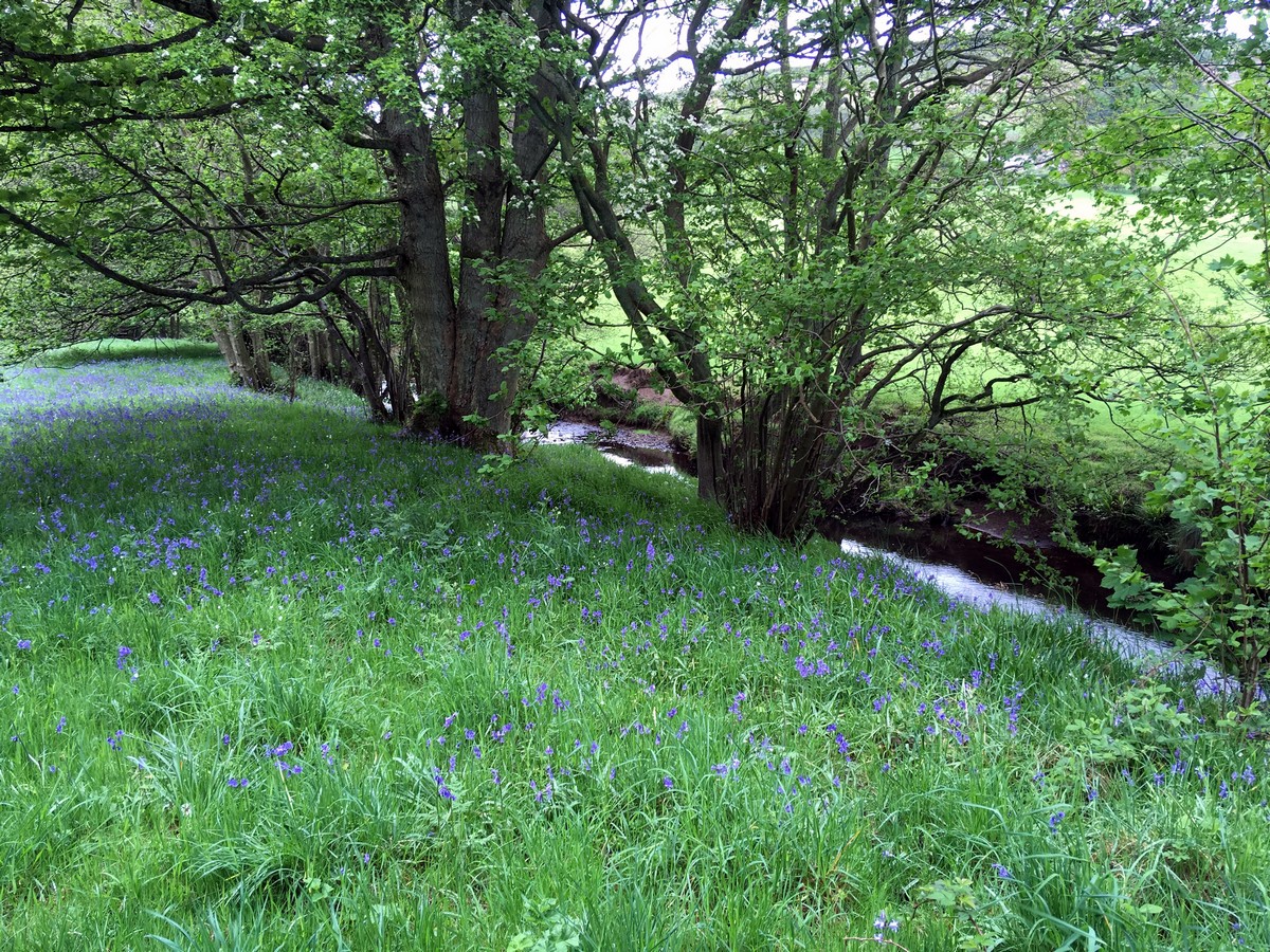 River Dove on the Farndale "Daffodil walk" Hike in North York Moors, England