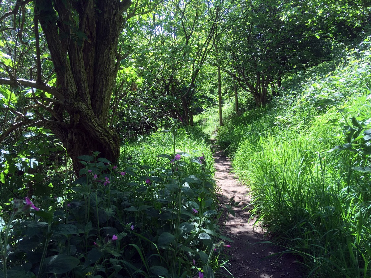 Woodland walk from Levisham on the Hole of Horcum Hike in North York Moors, England