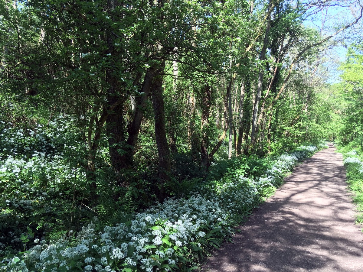 Old railway track down from the Goathland, Mallyan Spout and the Roman Road Hike in North York Moors, England