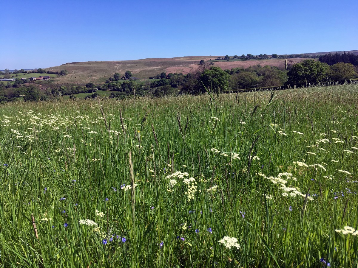 Meadows on the Goathland, Mallyan Spout and the Roman Road Hike in North York Moors, England