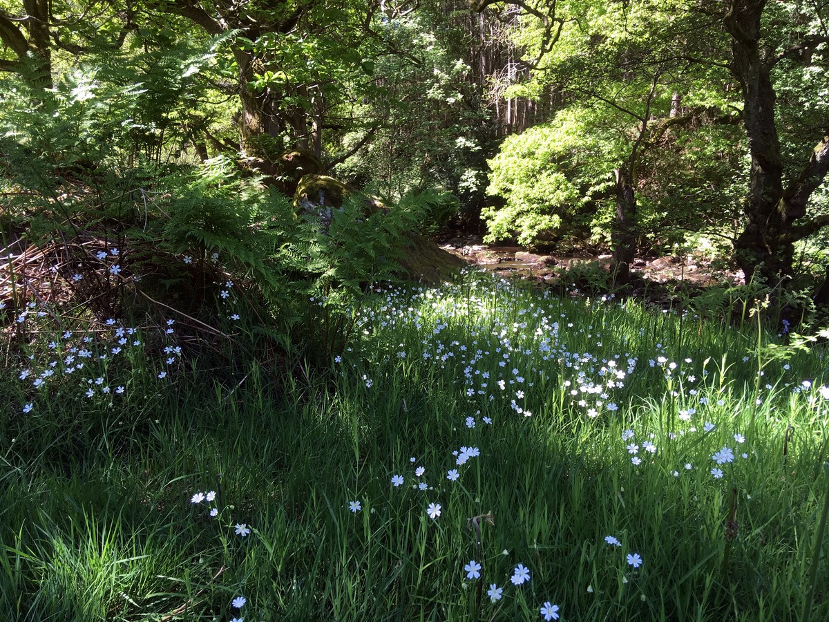 West Beck banks on the Goathland, Mallyan Spout and the Roman Road Hike in North York Moors, England