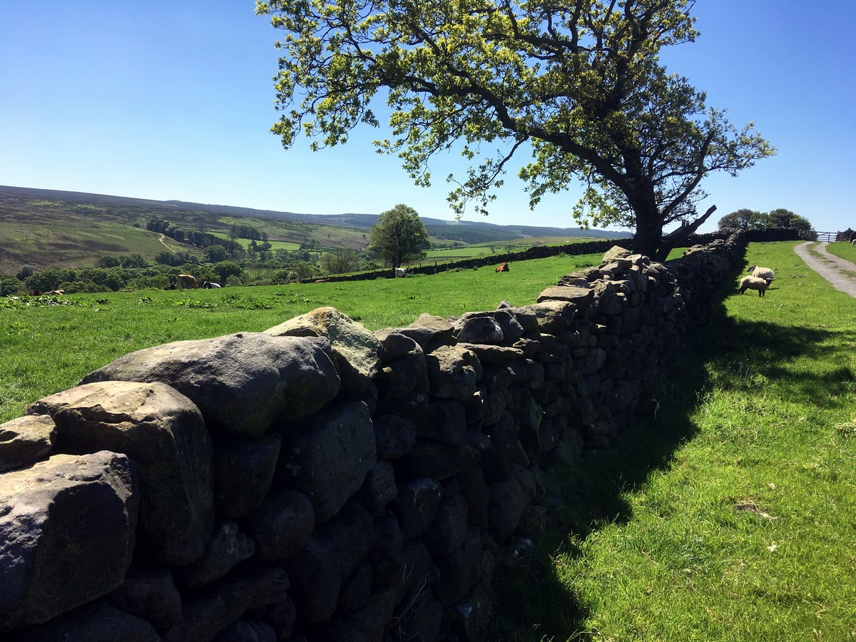 Hazlehead farm on the Goathland, Mallyan Spout and the Roman Road Hike in North York Moors, England