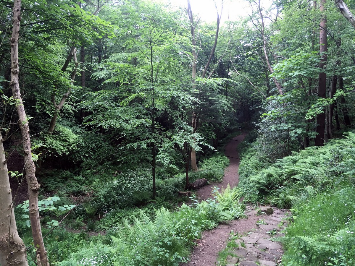 Cloughton and Hayburn Wyke Hike in North York Moors leads through beautiful Hayburn Wood