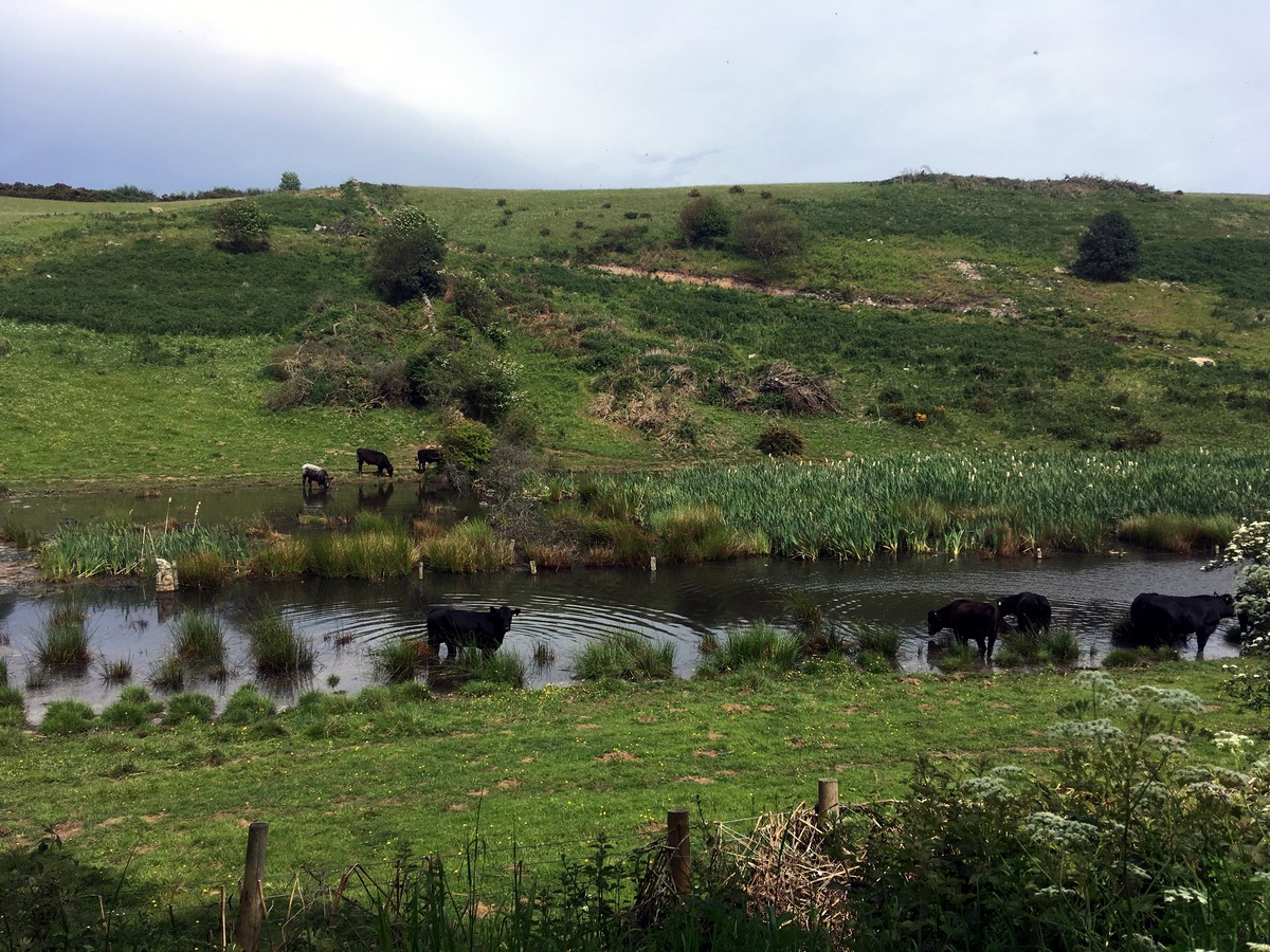 Cattle bathing below railway track on the Cloughton and Hayburn Wyke Hike in North York Moors, England