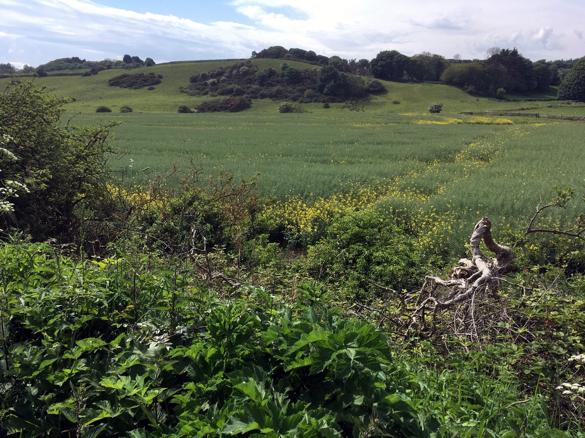 Farmland on the Cloughton and Hayburn Wyke Hike in North York Moors, England