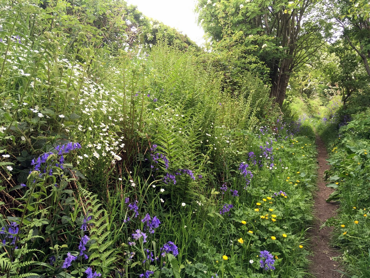 Bridleway up to Cold Moor from the Cold Moor and Urra Moor Hike in North York Moors, England