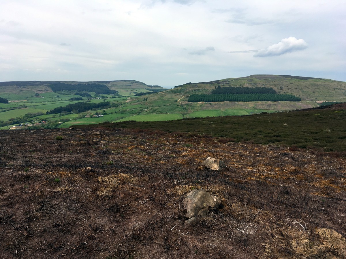 Cold Moor and Urra Moor Hike in North York Moors covered by beautiful colours