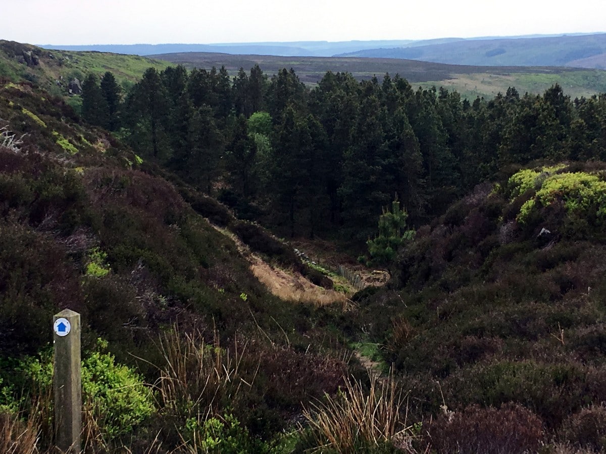 Forestry below Urra Moor on the Cold Moor and Urra Moor Hike in North York Moors, England