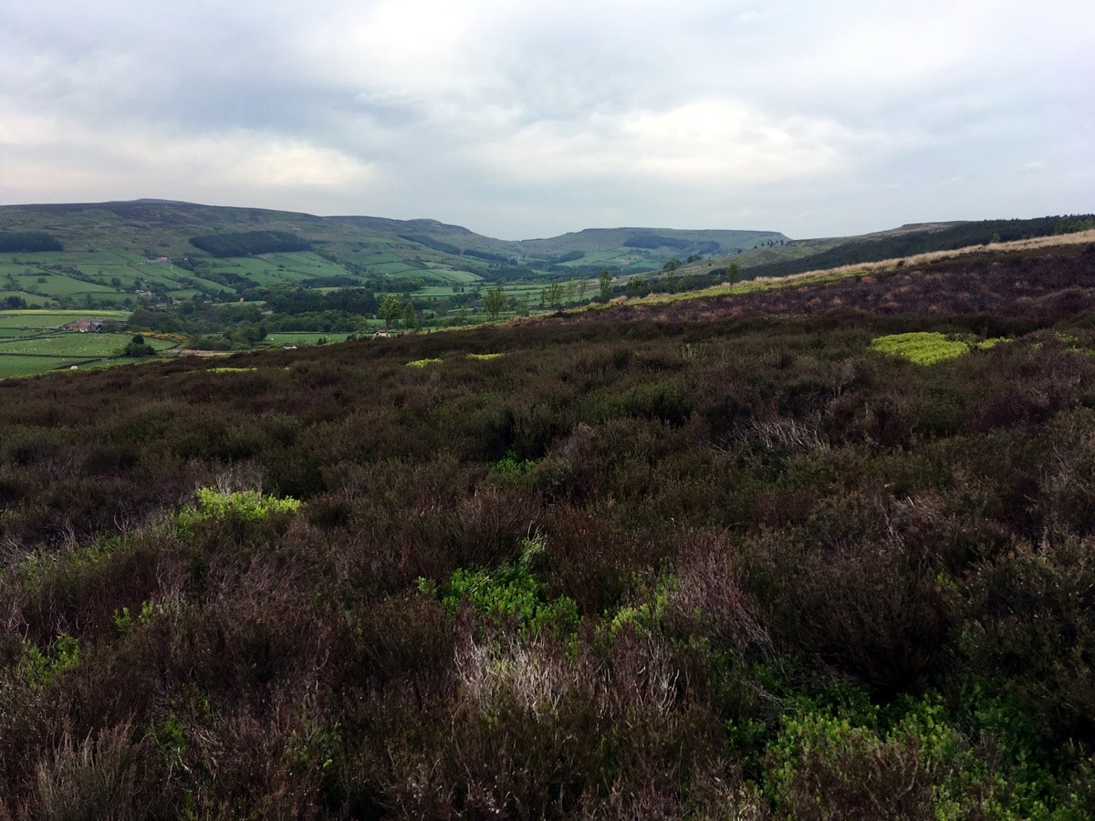 Heather moorland on the Cold Moor and Urra Moor Hike in North York Moors, England