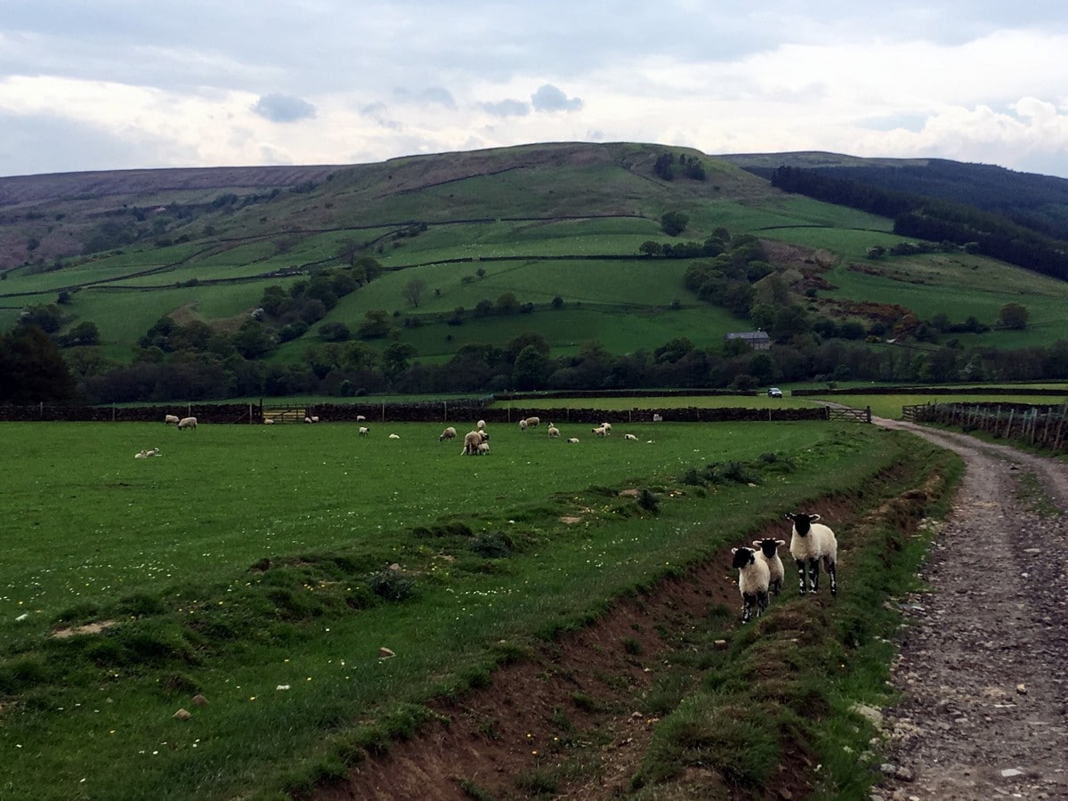 Sheep farm in the valley on the Cold Moor and Urra Moor Hike in North York Moors, England