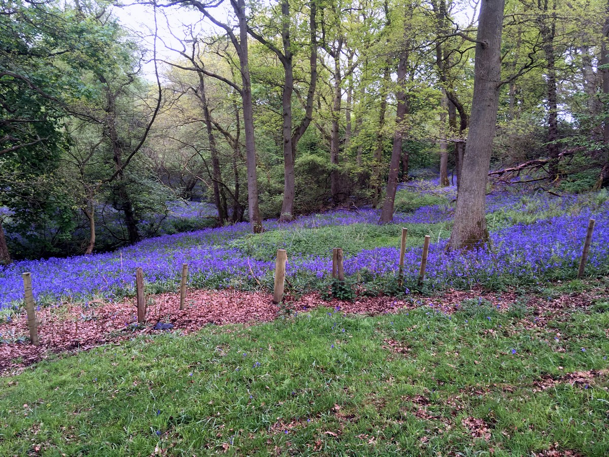 Bluebells on the Black Hambleton Hike in North York Moors, England