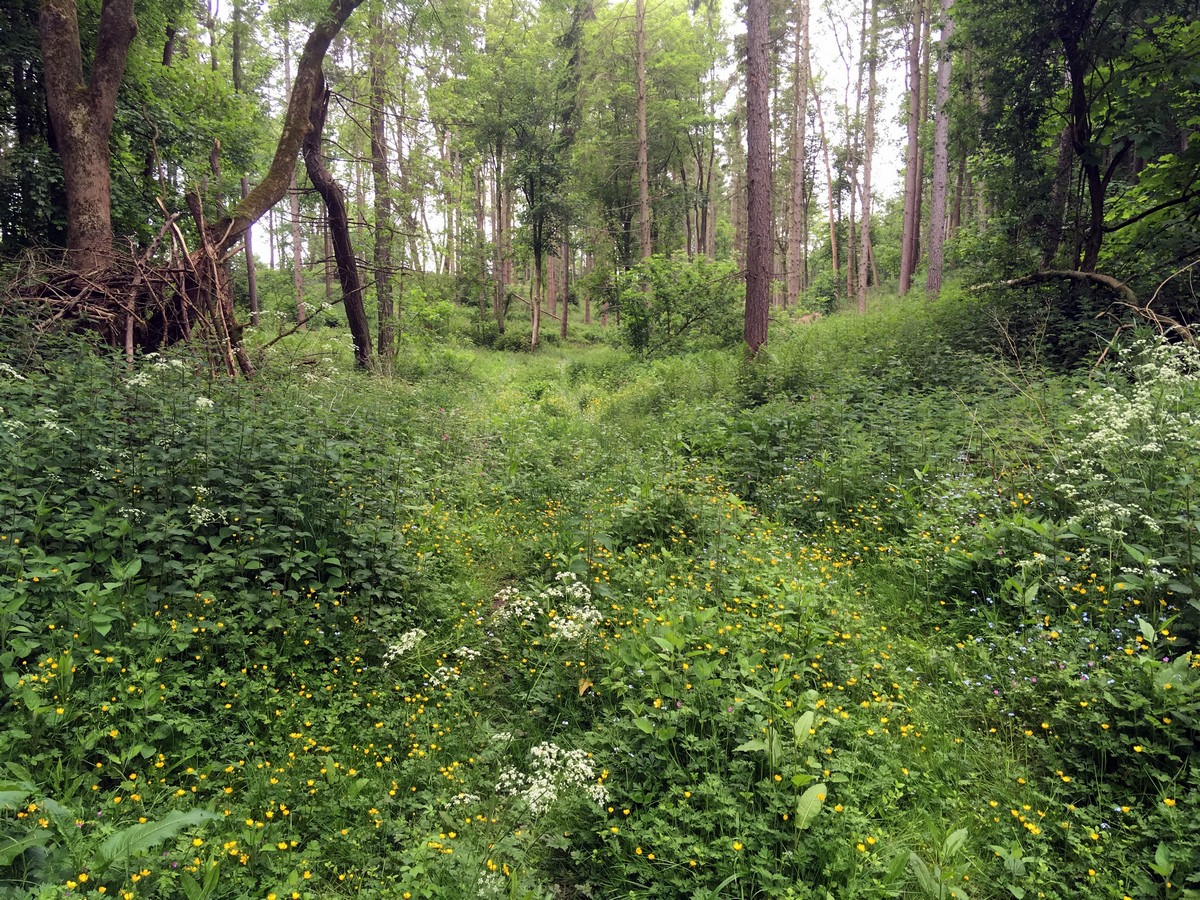 Cleveland Way through Abbot Hag Wood on the Helmsley to Rievaulx Abbey Hike in North York Moors, England