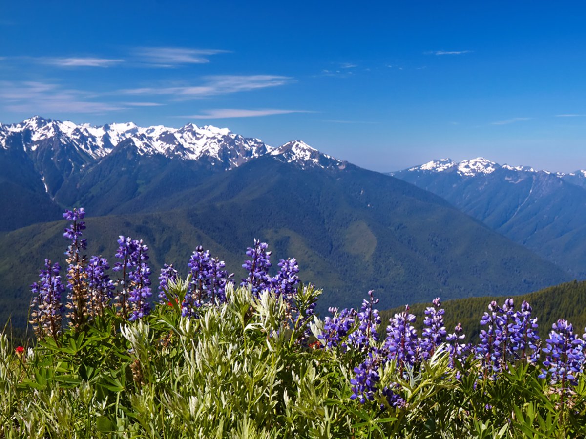 Hiking the world's most beautiful places includes hiking in Olympic National Park
