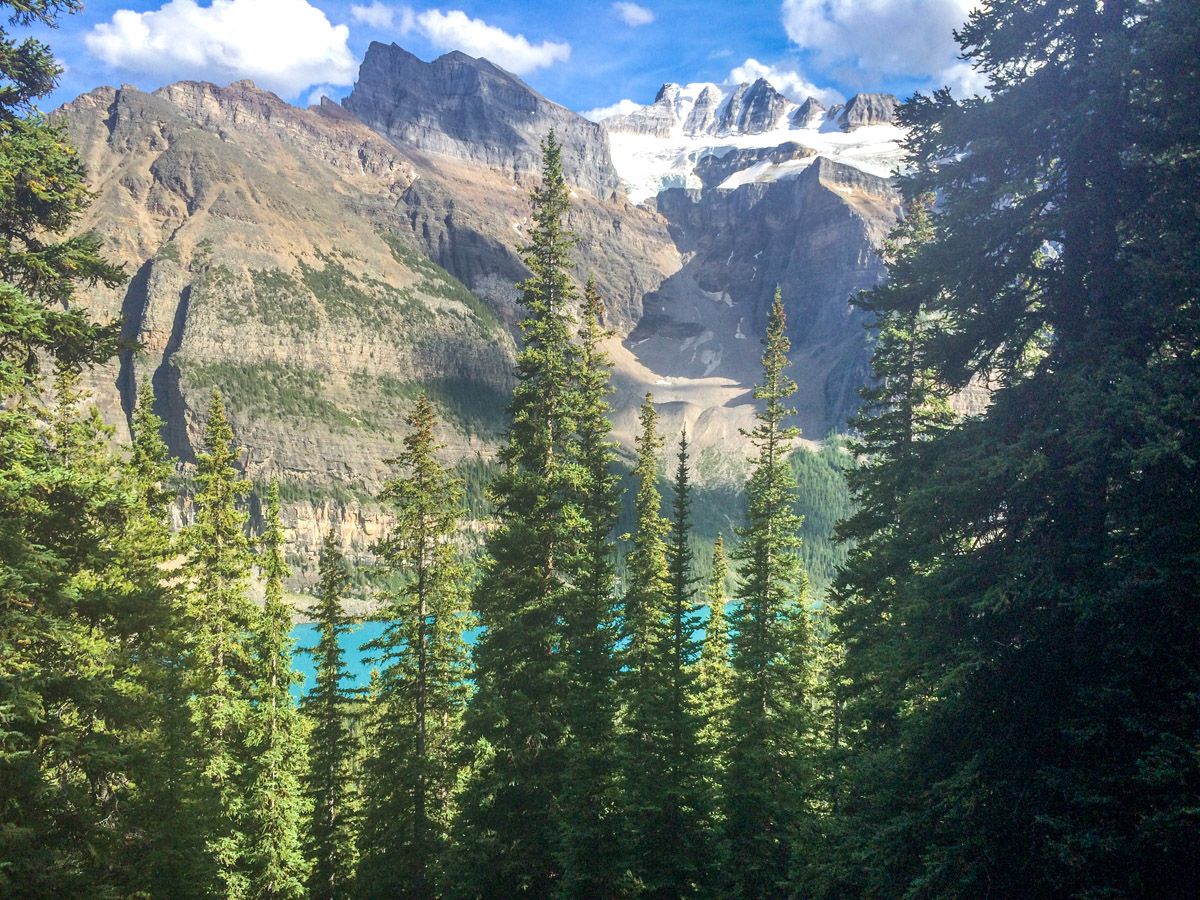 Forest on the Paradise Valley Circuit Hike near Lake Louise, Banff National Park, Alberta