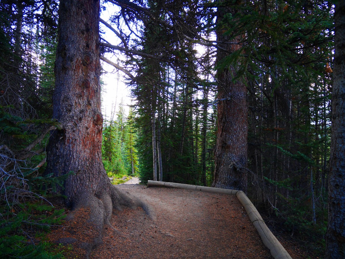 400 year old spruce trees on the Parker Ridge Trail Hike from the Icefields Parkway near Banff National Park