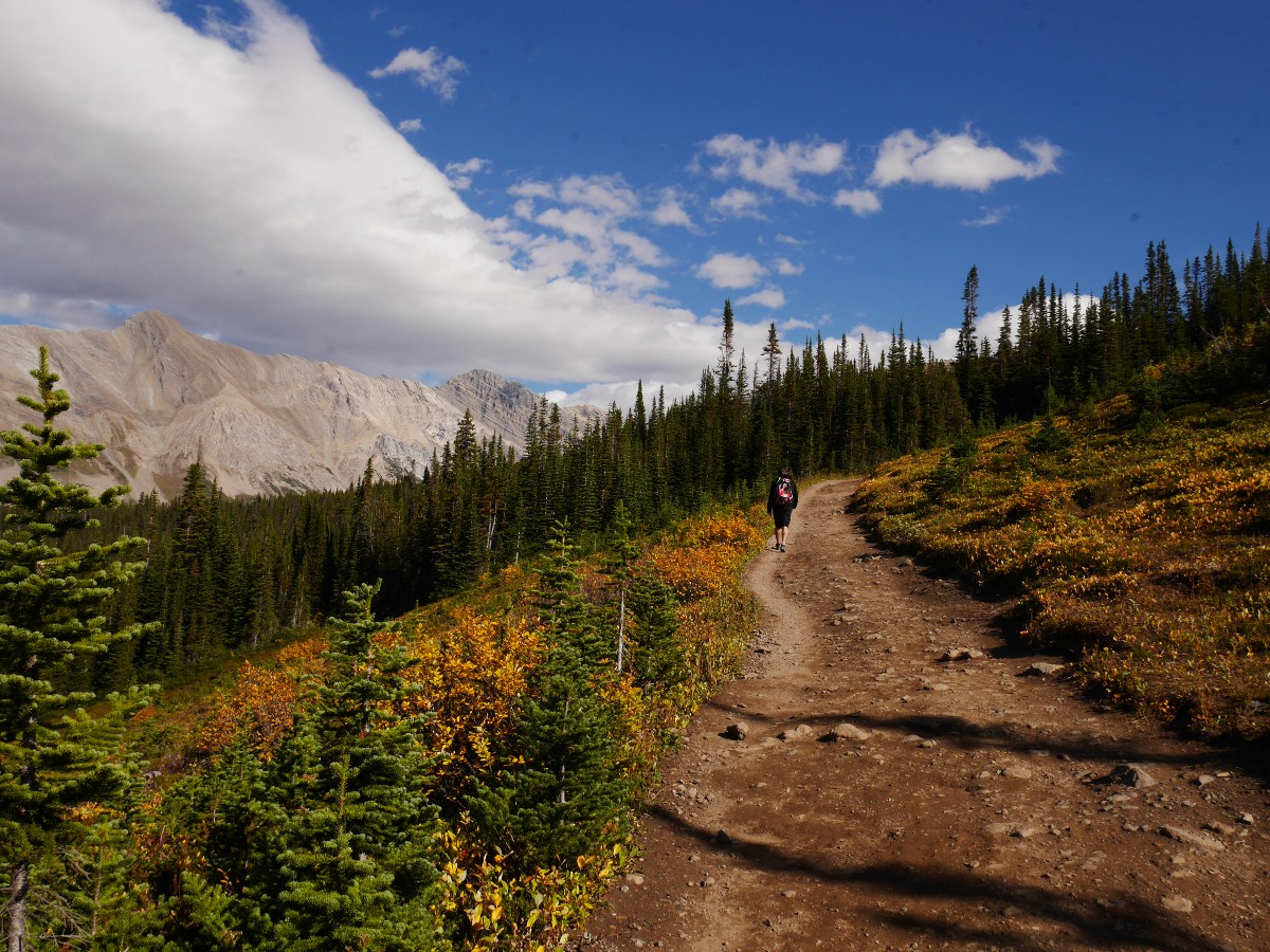 Heading up on the Parker Ridge Trail Hike from the Icefields Parkway near Banff National Park