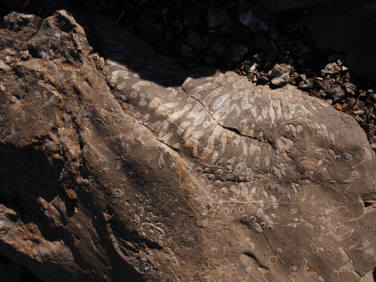 Fossilized coral on the Parker Ridge Trail Hike from the Icefields Parkway near Banff National Park