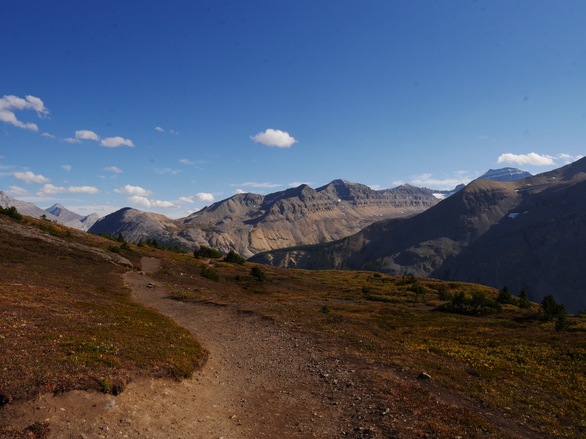 Ridgetop trail and Mt Saskatchewan on the Parker Ridge Trail Hike from the Icefields Parkway near Banff National Park