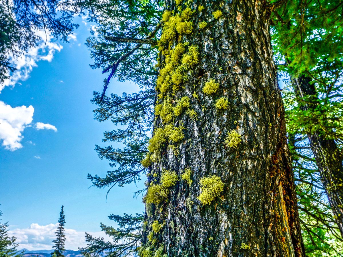 Tree at Phelps Lake Hike in Grand Teton National Park