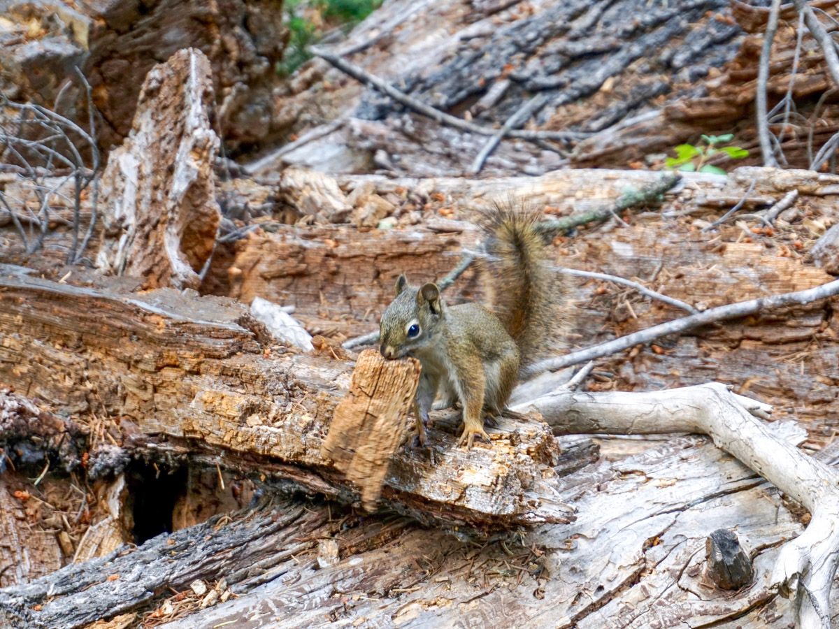 Squirrel at Phelps Lake Hike in Grand Teton National Park