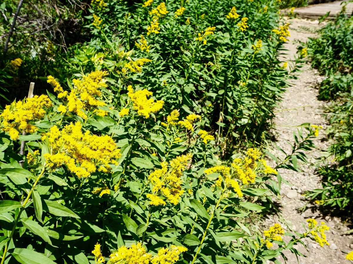 Flowers at Phelps Lake Hike in Grand Teton National Park