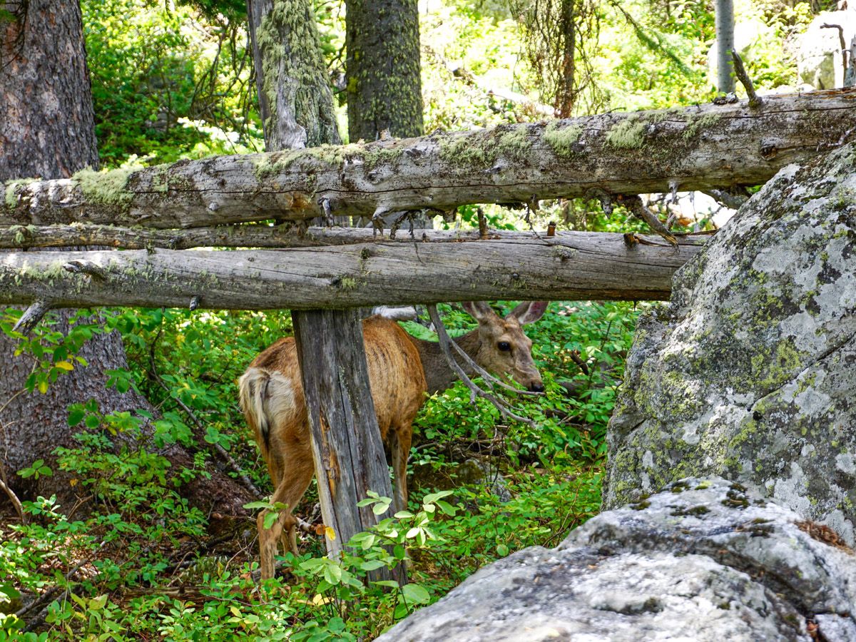 Phelps Lake Hike in Grand Teton National Park