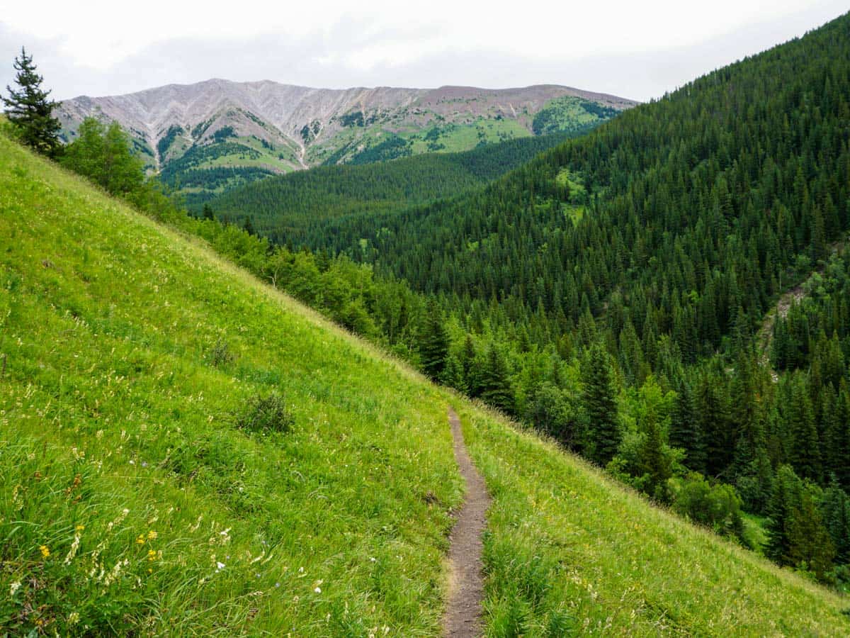 Trail through the woods on the Picklejar Lakes Hike in Kananaskis, near Canmore